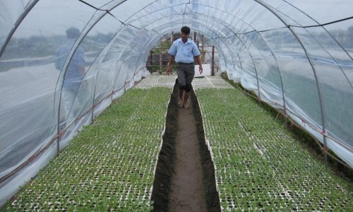  GREENHOUSE PARA SA BINHI